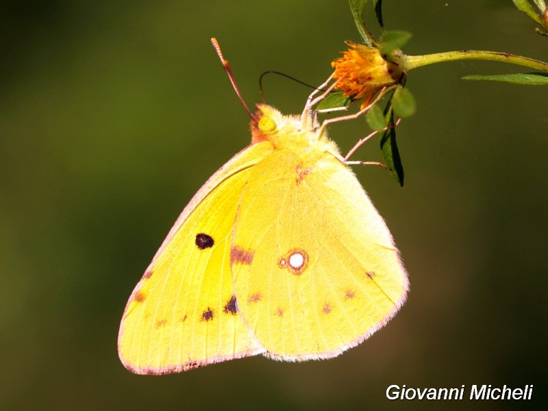 Parco del Ticino : 24/9/16